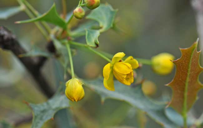 Berberis haematocarpa, Red Barberry, Southwest Desert Flora
